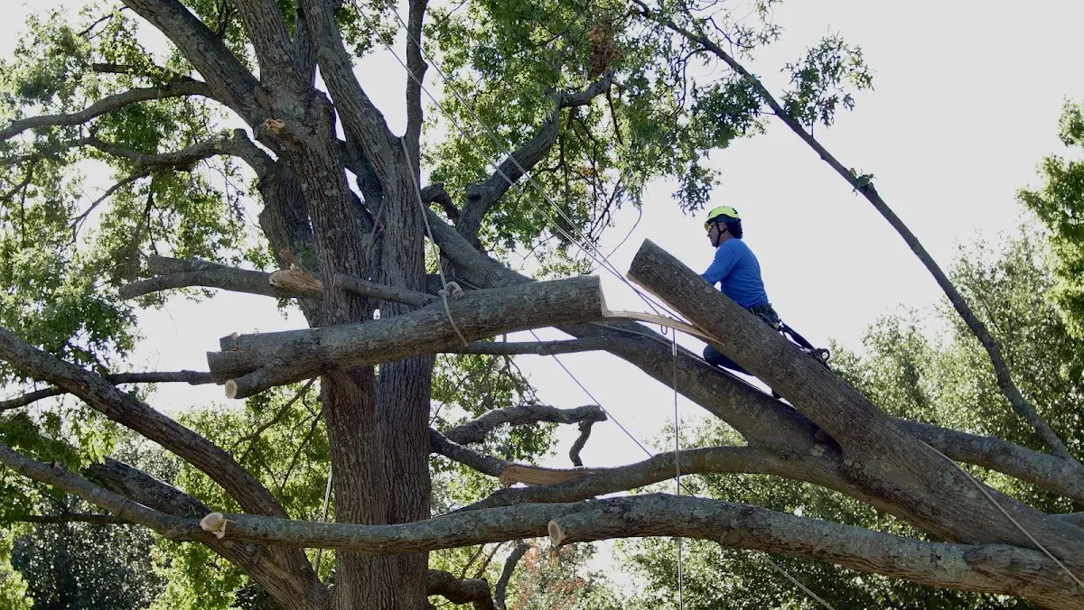 Professional Crown Thinning performed by certified arborists in Huger